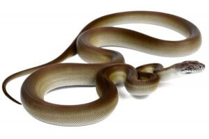 Apodora papuana